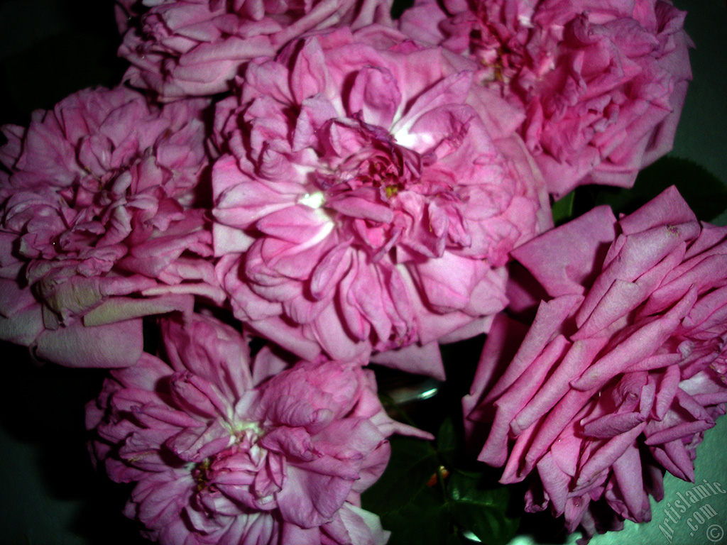 Pink rose photo.
