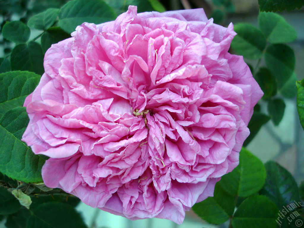 Pink rose photo.
