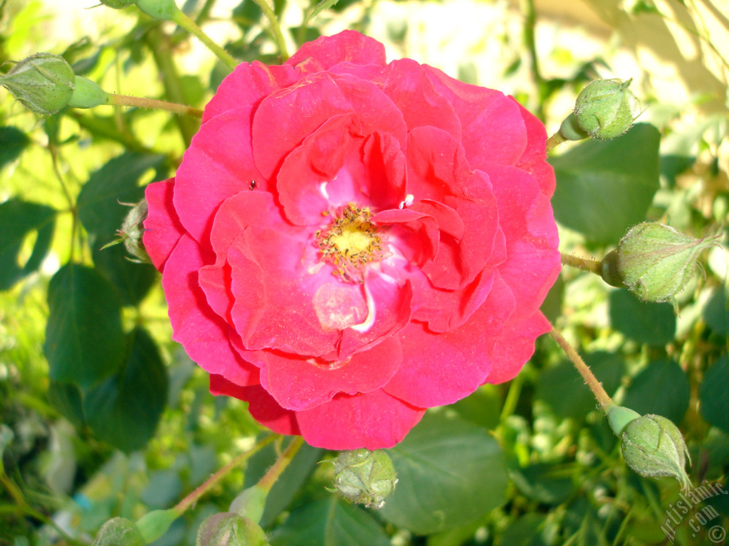 Red rose photo.
