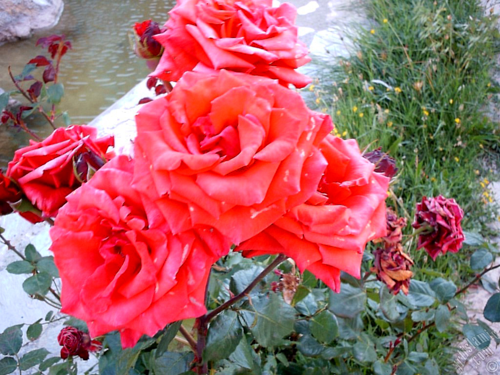 Red rose photo.

