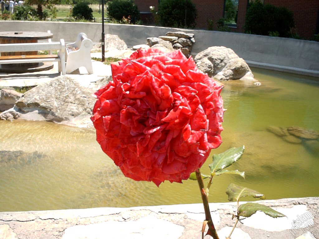 Red rose photo.
