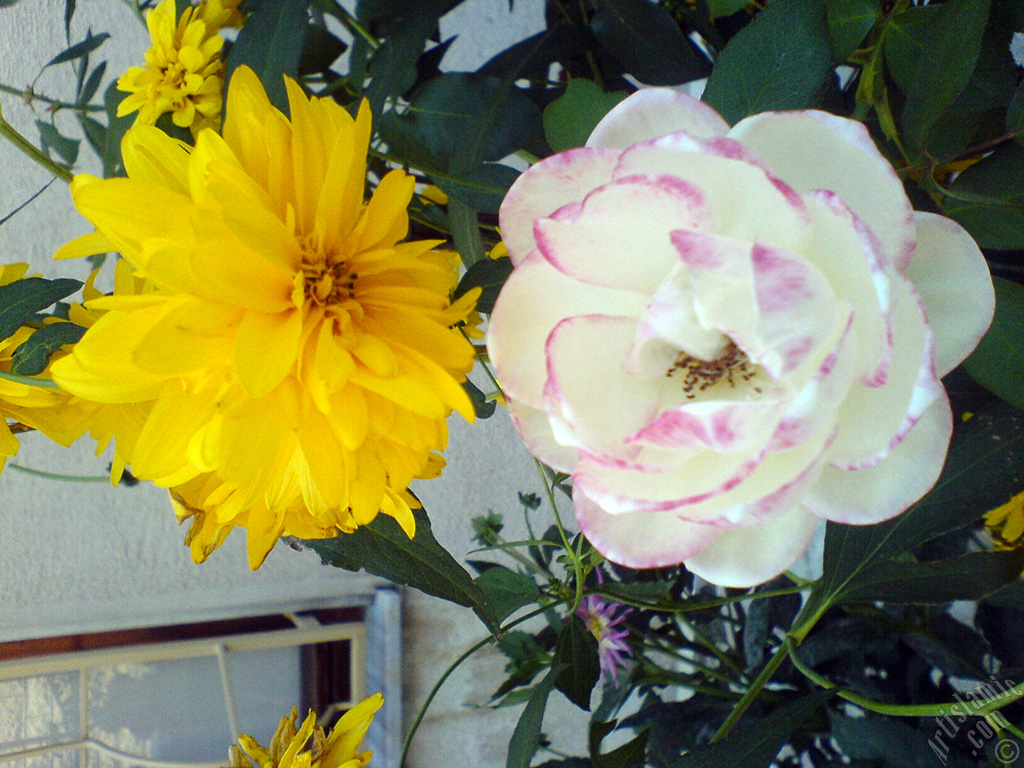 Variegated (mottled) rose photo.
