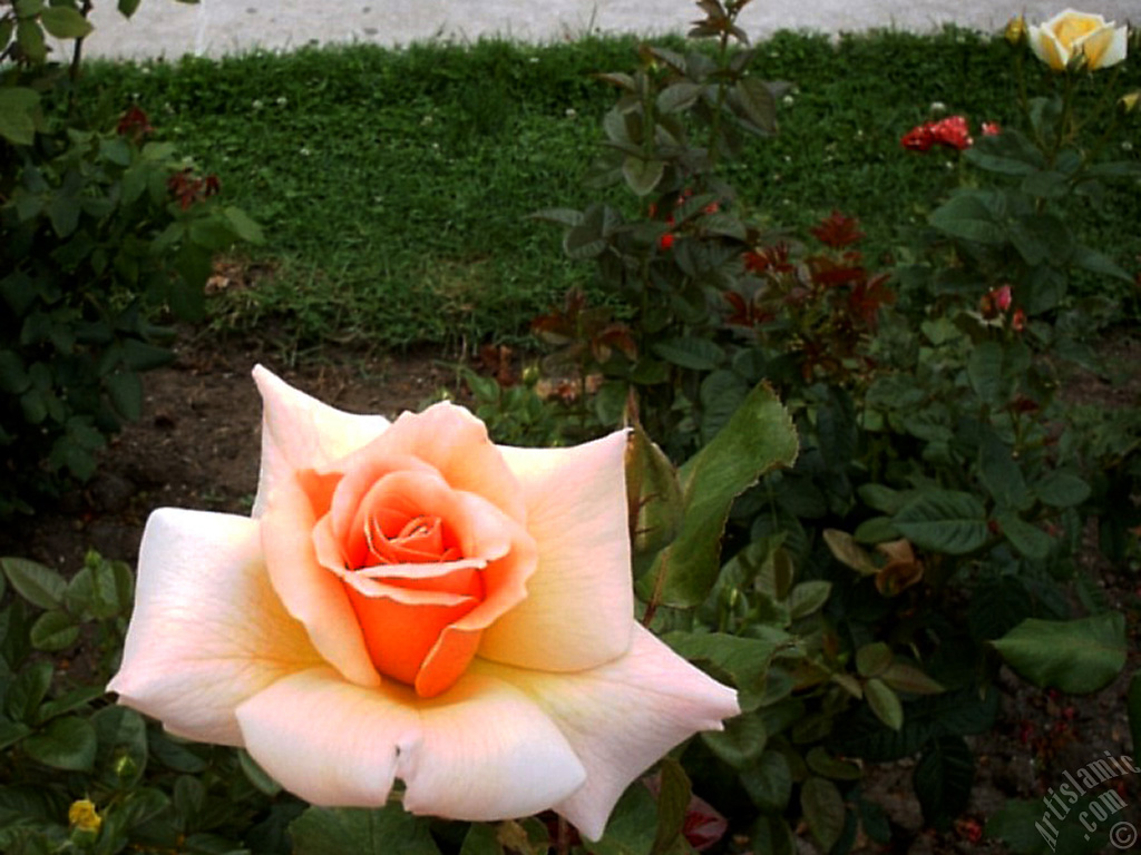 Salmon Color rose photo.
