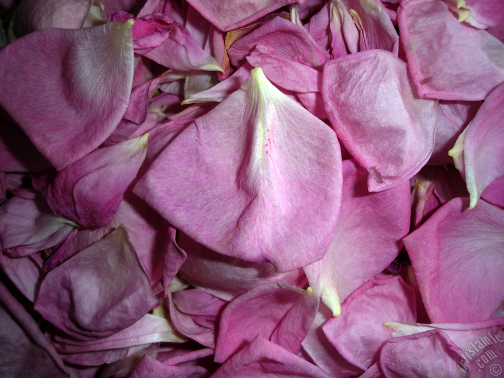 Rose leaves.
