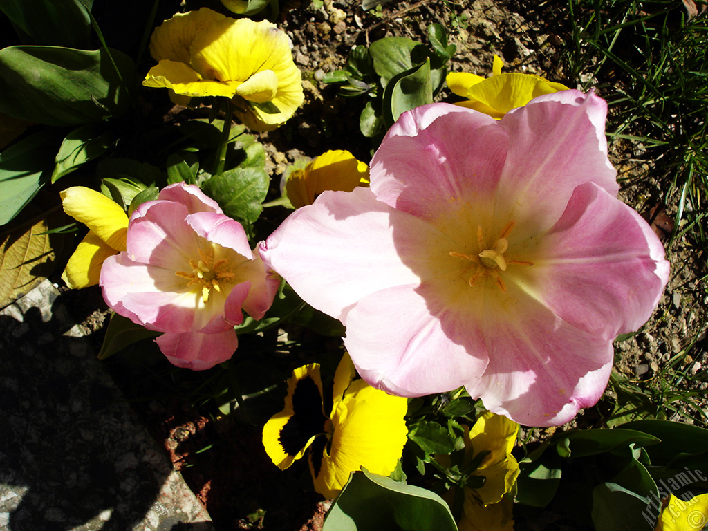 Pink color Turkish-Ottoman Tulip photo.
