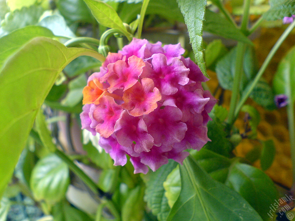 Lantana camara -bush lantana- flower.
