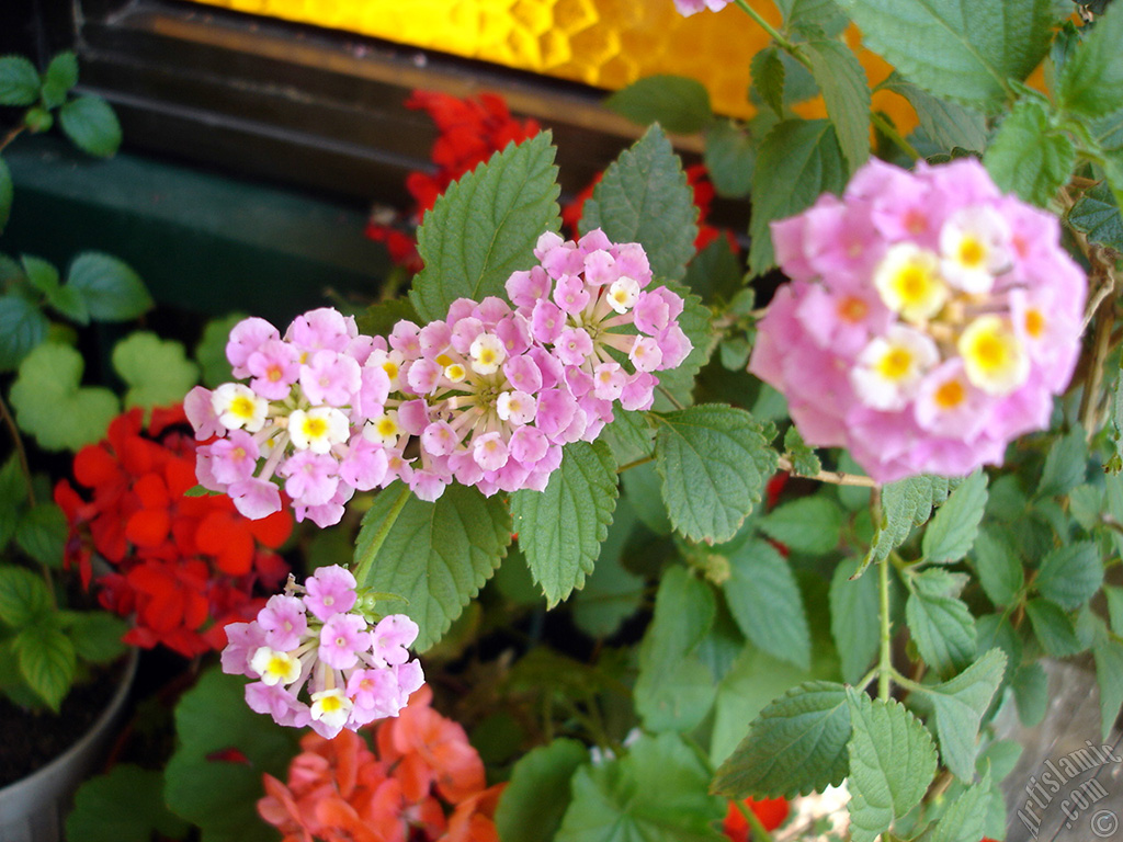 Lantana camara -bush lantana- flower.
