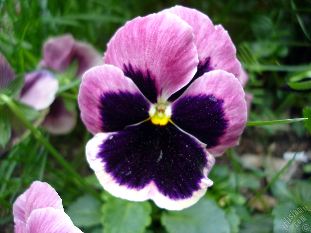Burgundy color Viola Tricolor -Heartsease, Pansy, Multicoloured Violet, Johnny Jump Up- flower.
