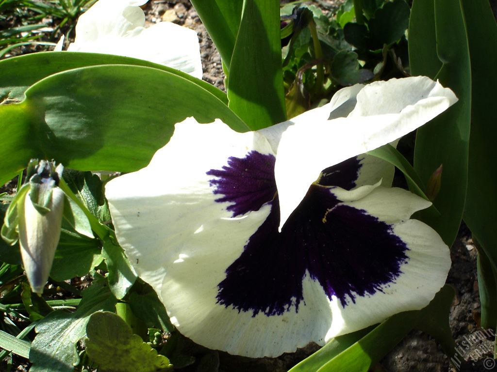 White color Viola Tricolor -Heartsease, Pansy, Multicoloured Violet, Johnny Jump Up- flower.
