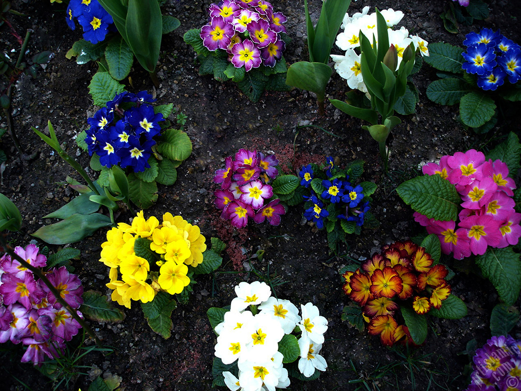 A primrose flower photo.
