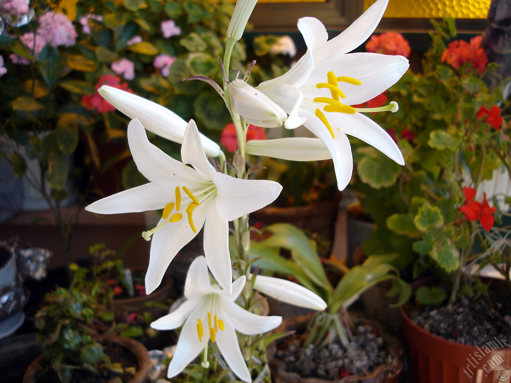 White color amaryllis flower.
