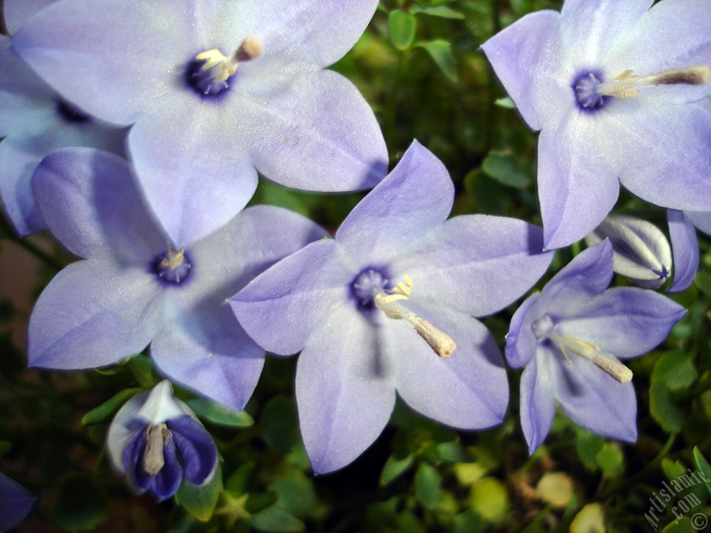 Balloon Flower -Chinese Bellflower-.
