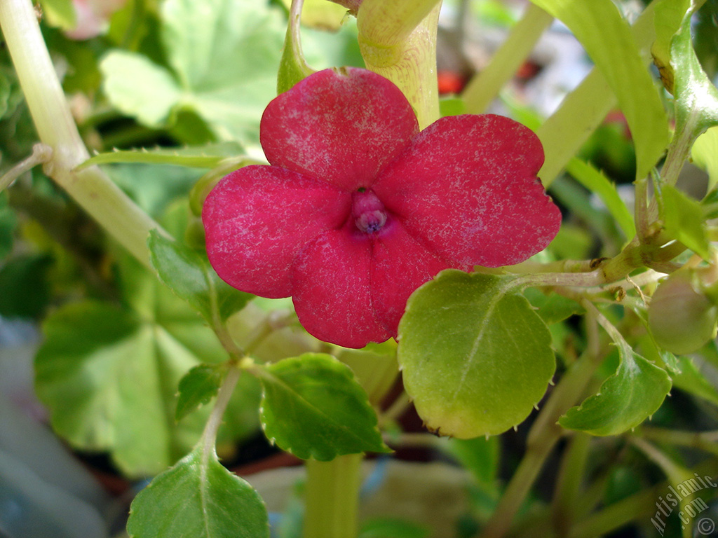 Garden Balsam, -Touch-me-not, Jewel Weed- flower.
