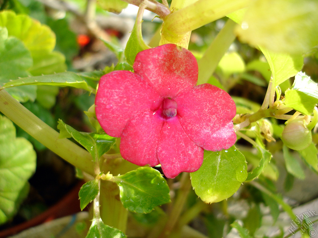 Garden Balsam, -Touch-me-not, Jewel Weed- flower.
