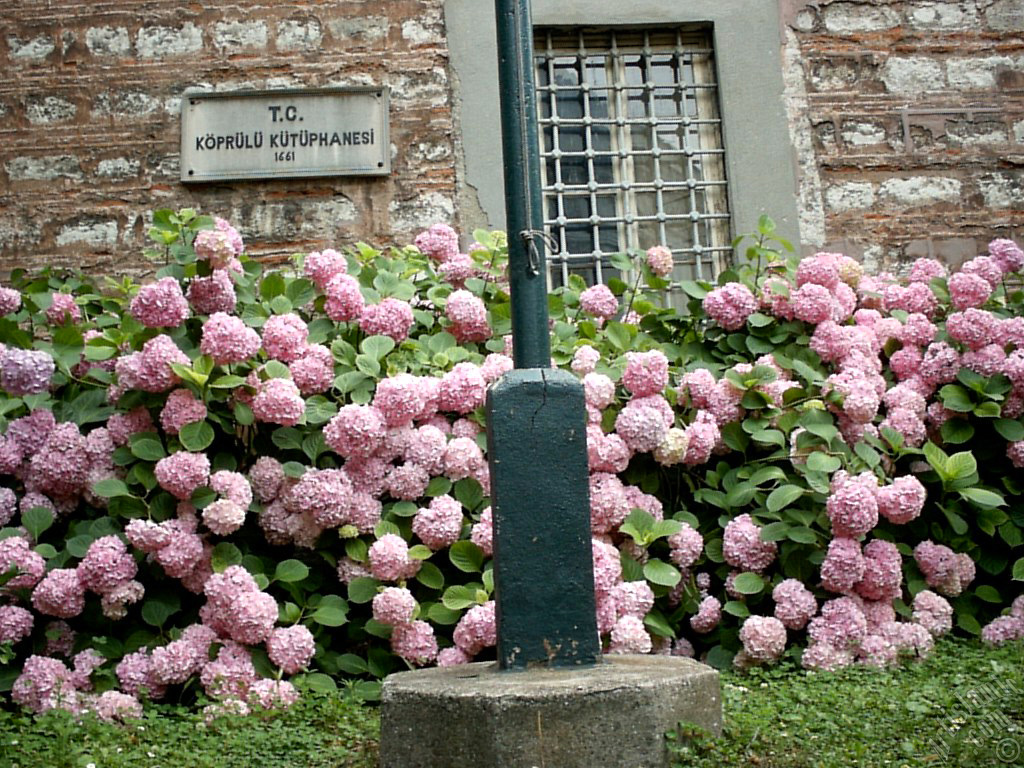 Pink Hydrangea -Hortensia- flower.

