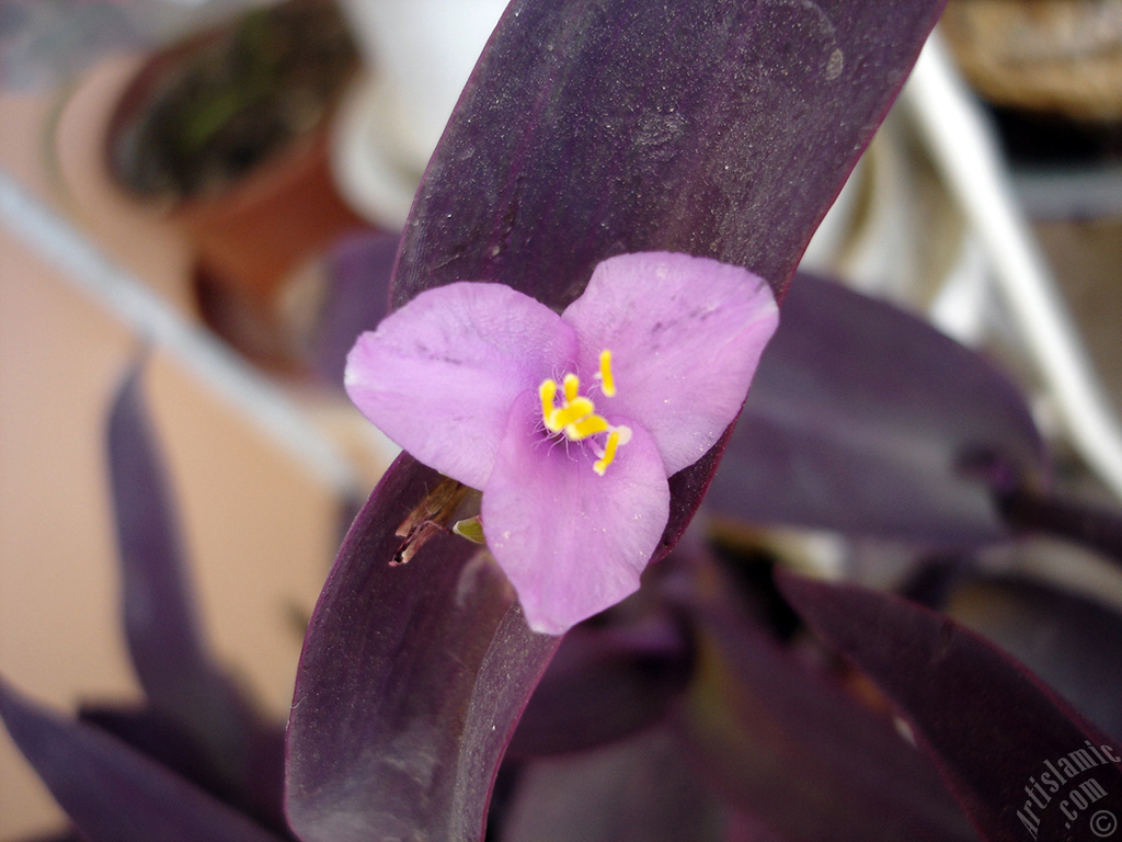 Purple Heart -Purple Queen- flower.
