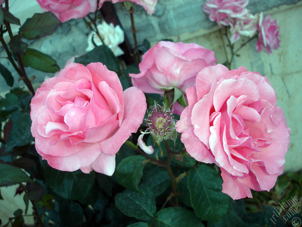Pink rose photo.
