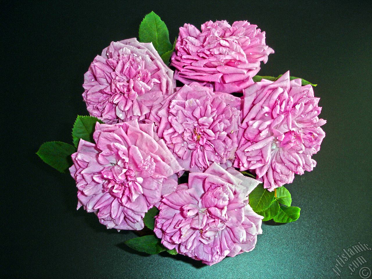 Pink rose photo.
