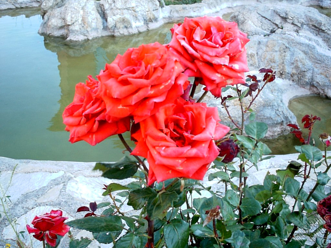 Red rose photo.
