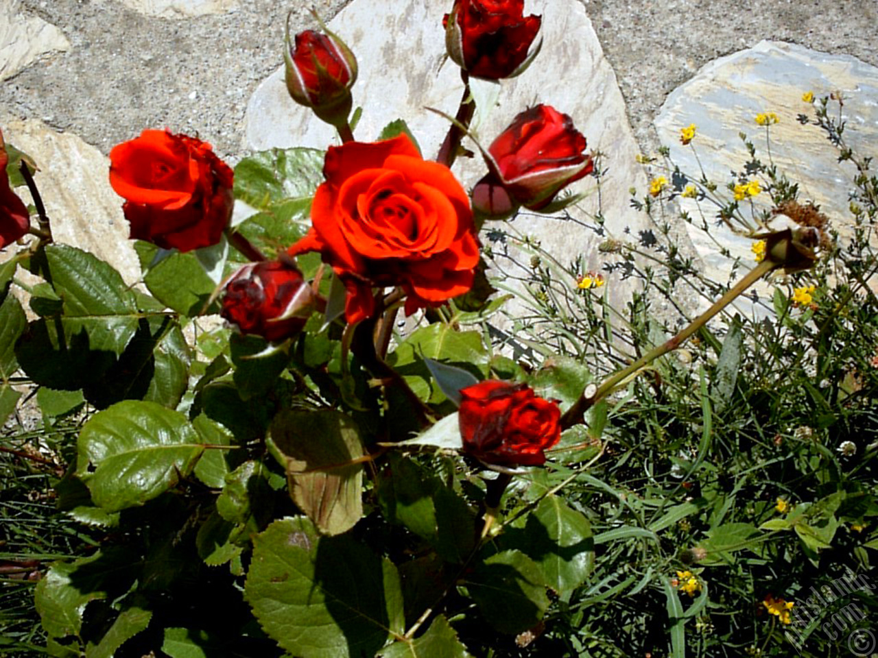 Red rose photo.
