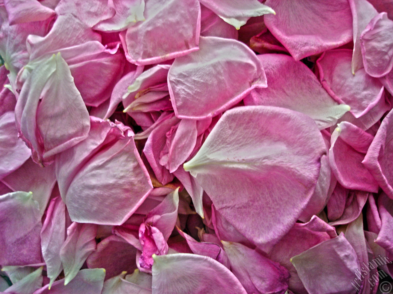 Rose leaves.
