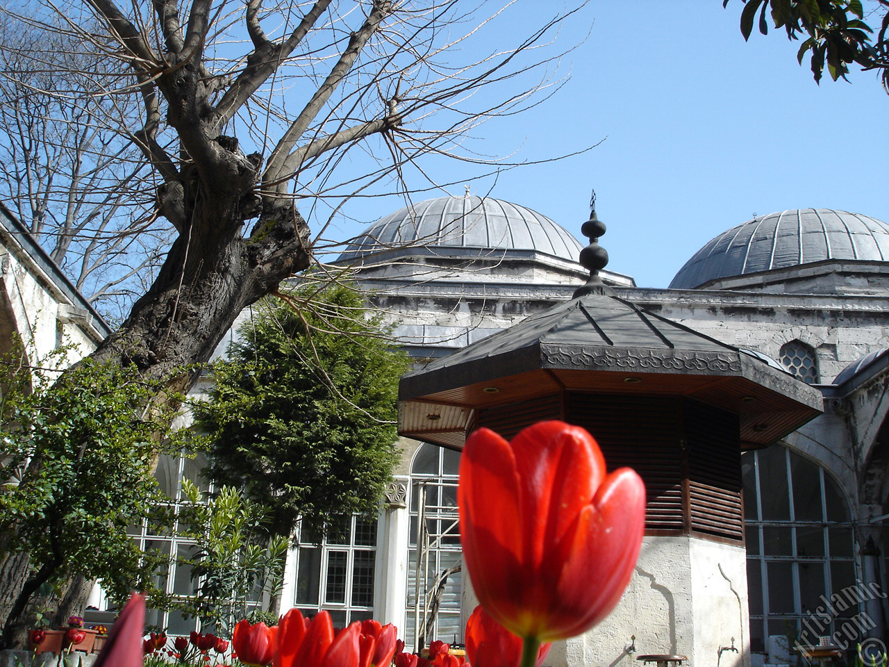 Red Turkish-Ottoman Tulip photo.
