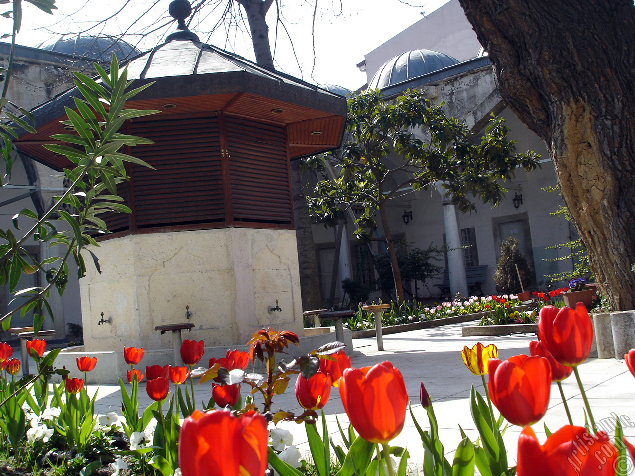 Red Turkish-Ottoman Tulip photo.
