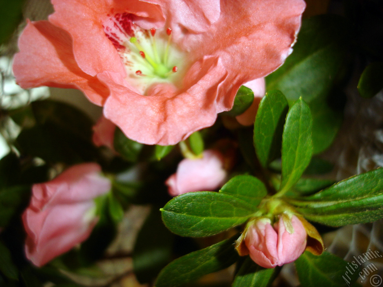 Pink color Azalea -Rhododendron- flower.
