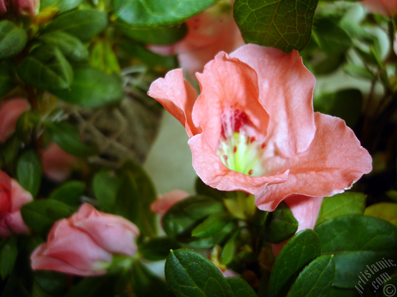 Pink color Azalea -Rhododendron- flower.
