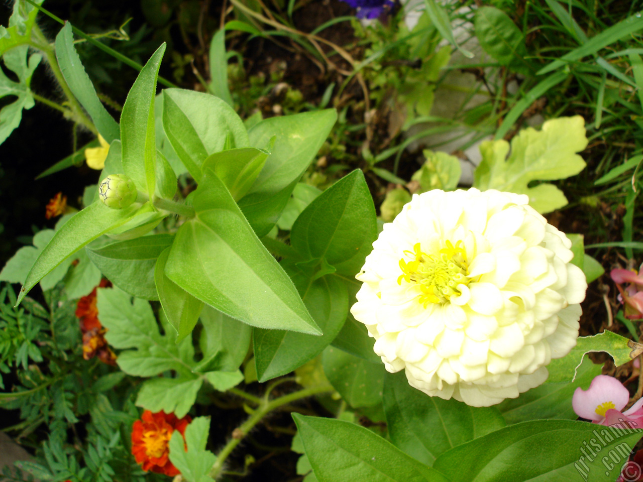 Dahlia flower.
