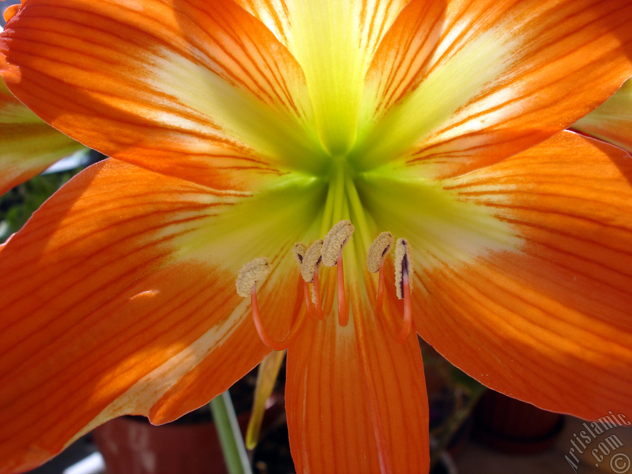 Red color amaryllis flower.

