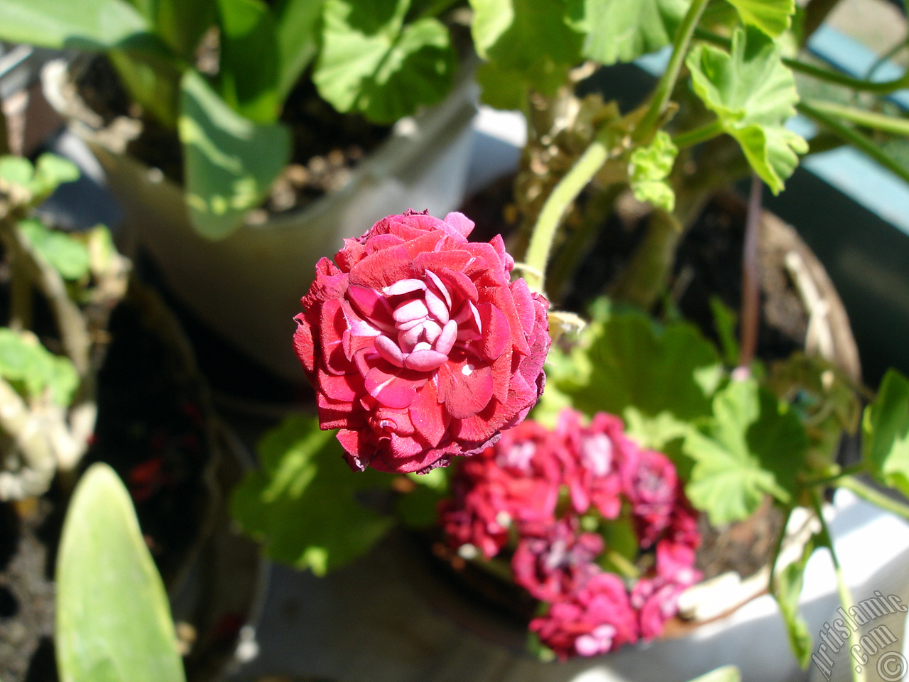 Red color Pelargonia -Geranium- flower.
