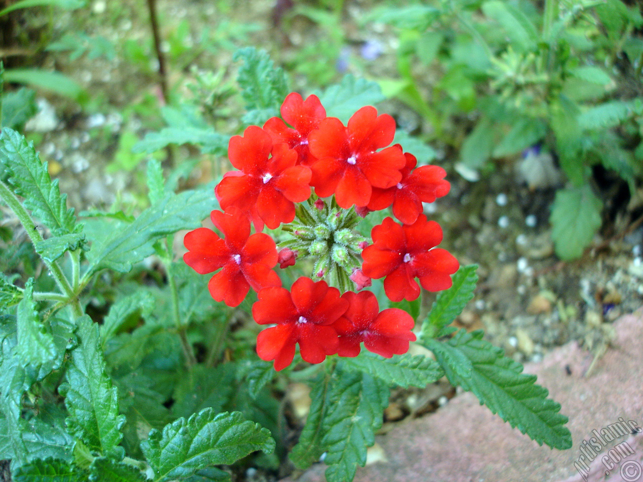 Verbena -Common Vervain- flower.
