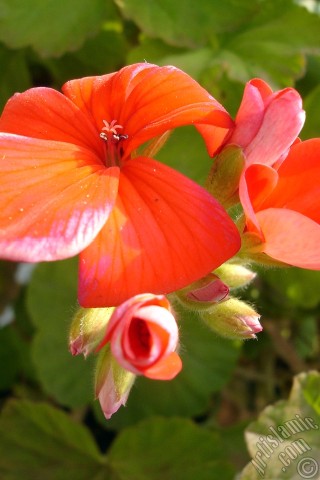 A mobile wallpaper and MMS picture for Apple iPhone 7s, 6s, 5s, 4s, Plus, iPods, iPads, New iPads, Samsung Galaxy S Series and Notes, Sony Ericsson Xperia, LG Mobile Phones, Tablets and Devices: Red Colored Pelargonia -Geranium- flower.
