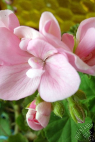 A mobile wallpaper and MMS picture for Apple iPhone 7s, 6s, 5s, 4s, Plus, iPods, iPads, New iPads, Samsung Galaxy S Series and Notes, Sony Ericsson Xperia, LG Mobile Phones, Tablets and Devices: Pink Colored Pelargonia -Geranium- flower.
