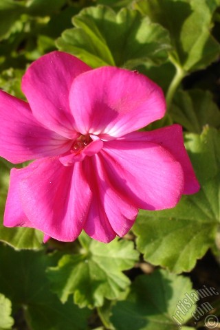 A mobile wallpaper and MMS picture for Apple iPhone 7s, 6s, 5s, 4s, Plus, iPods, iPads, New iPads, Samsung Galaxy S Series and Notes, Sony Ericsson Xperia, LG Mobile Phones, Tablets and Devices: Pink Colored Pelargonia -Geranium- flower.
