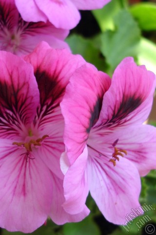 A mobile wallpaper and MMS picture for Apple iPhone 7s, 6s, 5s, 4s, Plus, iPods, iPads, New iPads, Samsung Galaxy S Series and Notes, Sony Ericsson Xperia, LG Mobile Phones, Tablets and Devices: Dark pink mottled Pelargonia -Geranium- flower.
