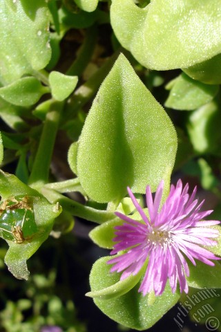 A mobile wallpaper and MMS picture for Apple iPhone 7s, 6s, 5s, 4s, Plus, iPods, iPads, New iPads, Samsung Galaxy S Series and Notes, Sony Ericsson Xperia, LG Mobile Phones, Tablets and Devices: Heartleaf Iceplant -Baby Sun Rose, Rock rose- with pink flowers.
